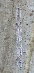 Uroplatus henkeli