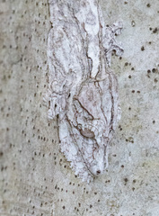 Uroplatus henkeli