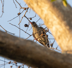 Hypsipetes madagascariensis