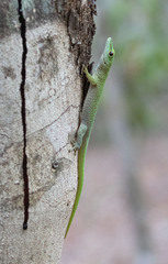 Phelsuma kochi