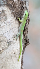 Phelsuma kochi