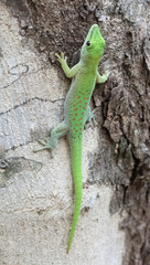 Phelsuma kochi