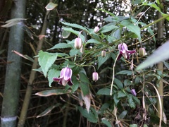 Clematis lasiandra