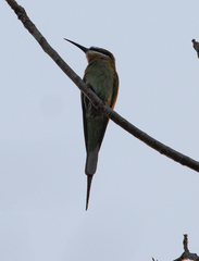 Merops superciliosus