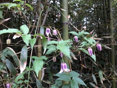 Clematis lasiandra