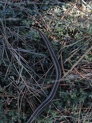 Thamnophis scalaris