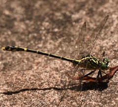 Austrogomphus ochraceus