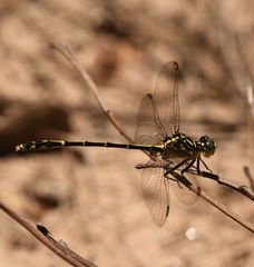 Austrogomphus ochraceus