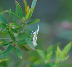 Plutella xylostella-australiana