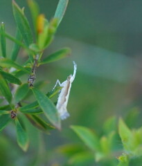 Plutella xylostella-australiana