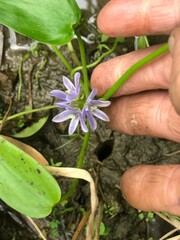 Pontederia vaginalis