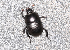 Geotrupes splendidus