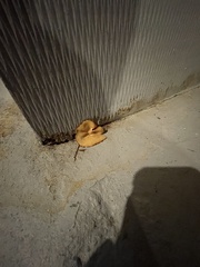 Peziza domiciliana