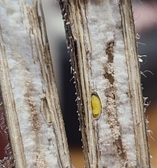 Antistrophus