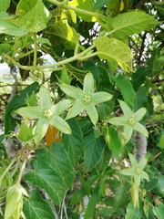 Gonolobus grandiflorus