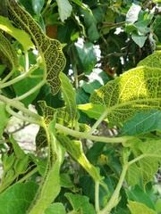 Gonolobus grandiflorus