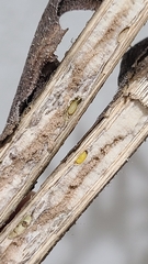 Antistrophus