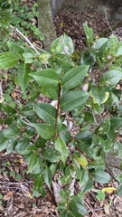 Camellia sasanqua