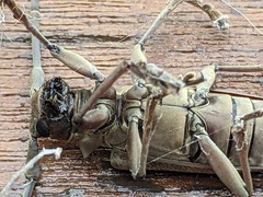 Acalolepta