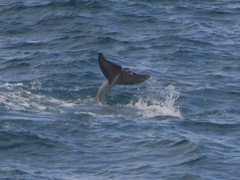 Tursiops truncatus