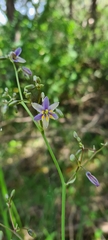 Dianella longifolia longifolia