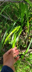 Dianella longifolia longifolia