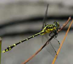 Austrogomphus ochraceus