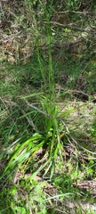 Dianella longifolia longifolia