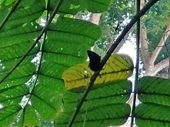 Elymnias hypermnestra