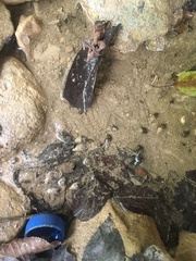 Koreoleptoxis