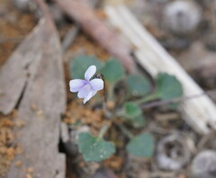 Viola sieberiana