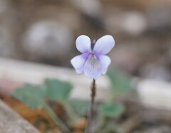 Viola sieberiana