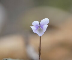 Viola sieberiana