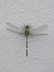 Orthetrum sabina