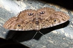 Speiredonia spectans