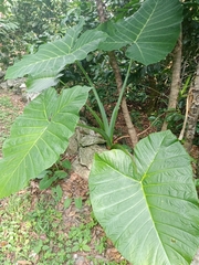 Xanthosoma sagittifolium