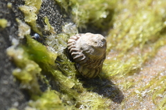 Bembicium nanum