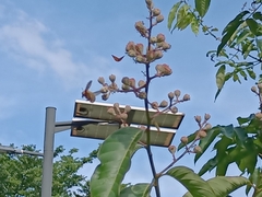 Xylocopa aestuans