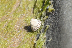 Bembicium nanum