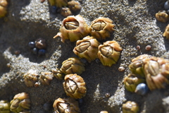 Chthamalus antennatus