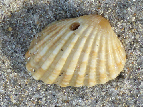 Broad-ribbed Cardita