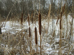 Typha angustifolia