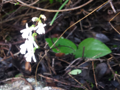 Holothrix parviflora