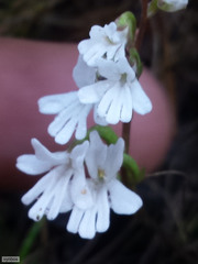 Holothrix parviflora