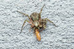 Stephanopis carcinoides