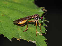 Dioctria linearis
