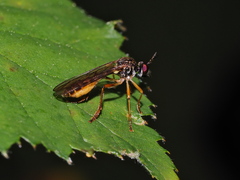 Dioctria linearis