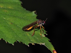 Dioctria linearis