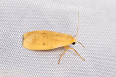 Paralithosia shaowuica