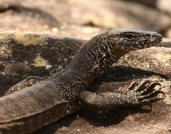Varanus rosenbergi